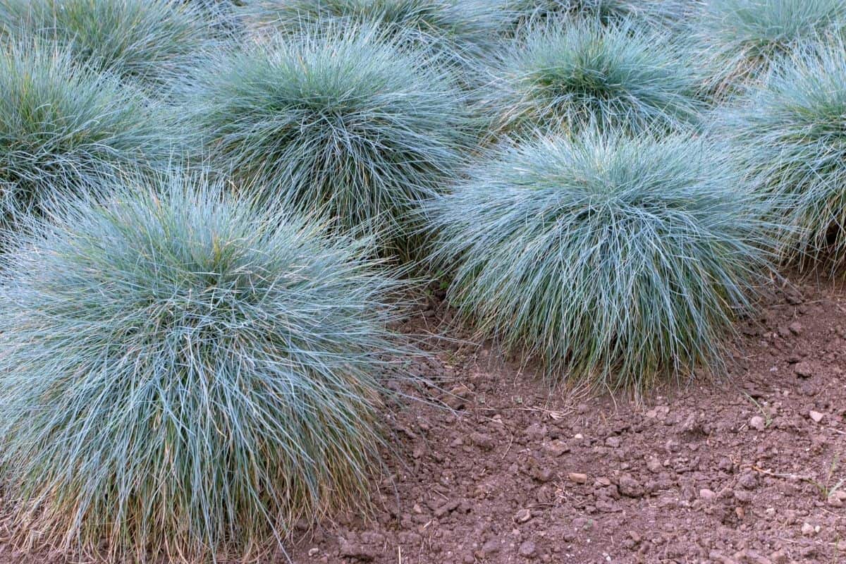 blue fescue grass