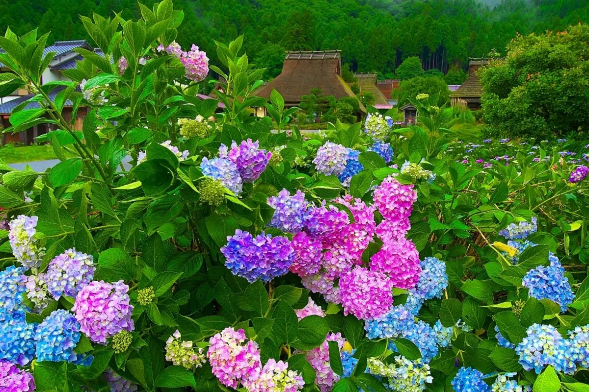 Image of Hydrangea hedge providing colorful backdrop