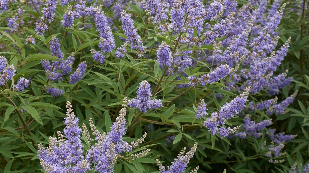 chaste tree with purple flowers.