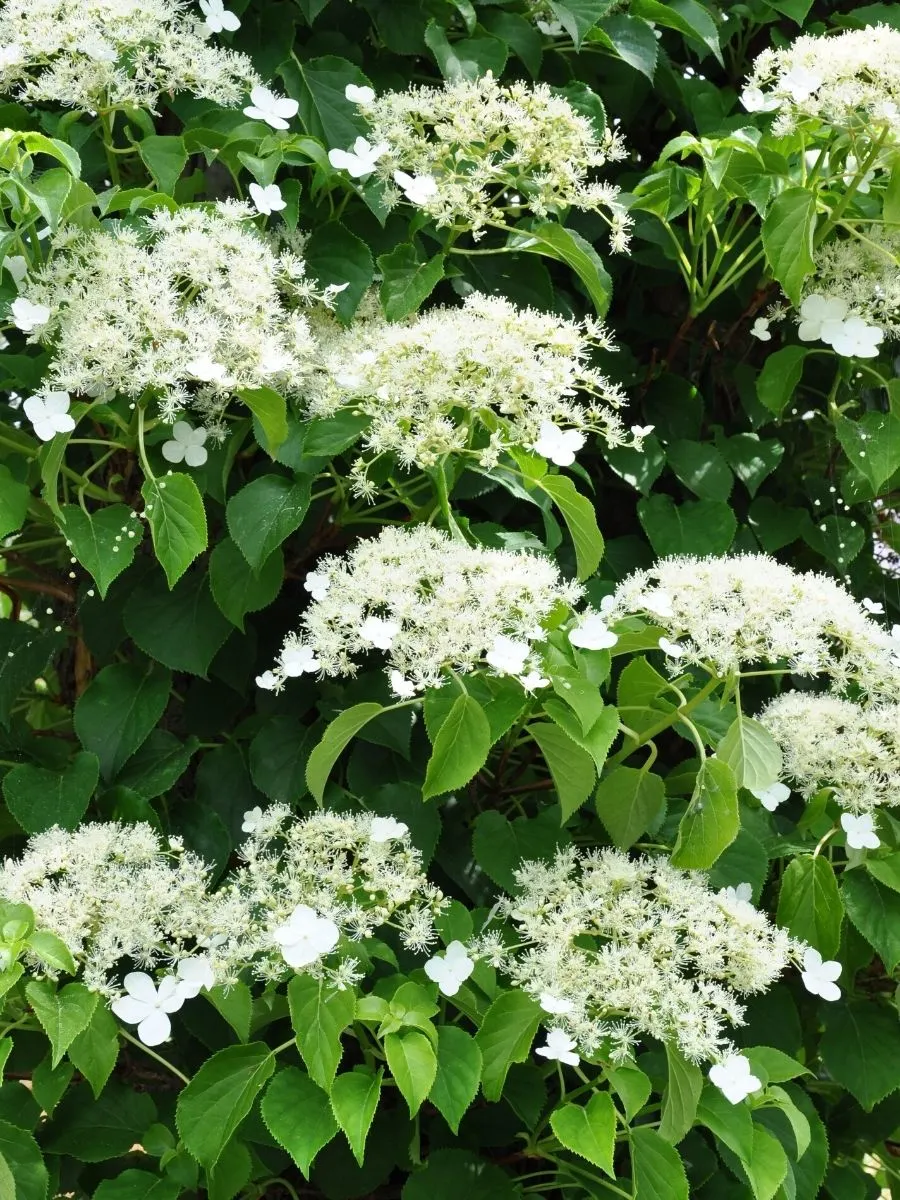 white climbing hydrangea flowers