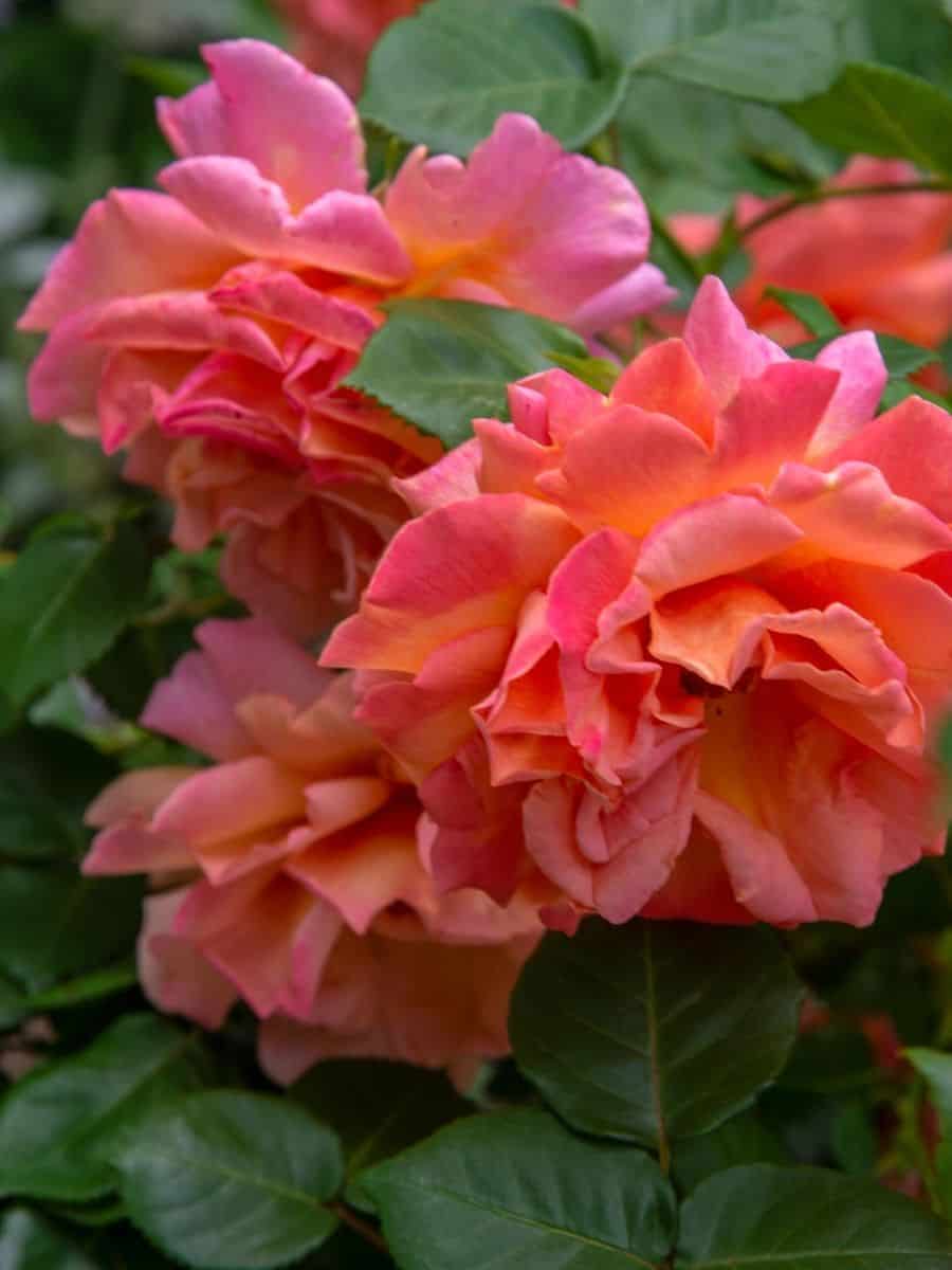 coral knock out roses