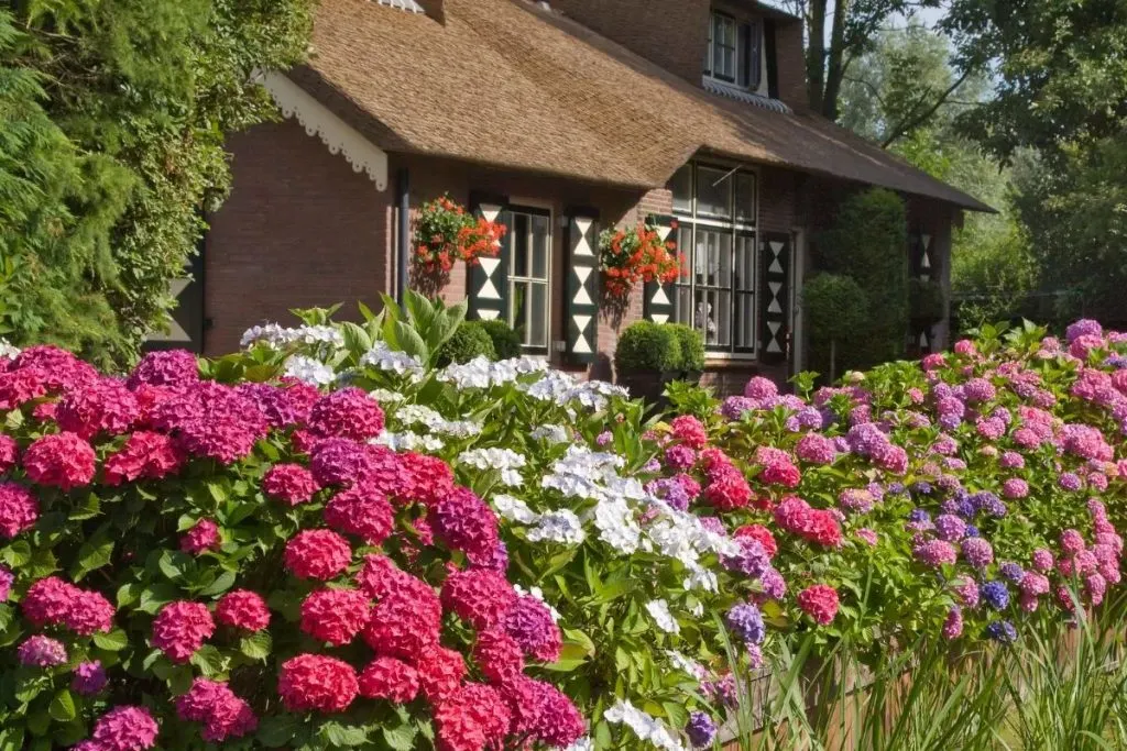 cottage garden hydrangeas