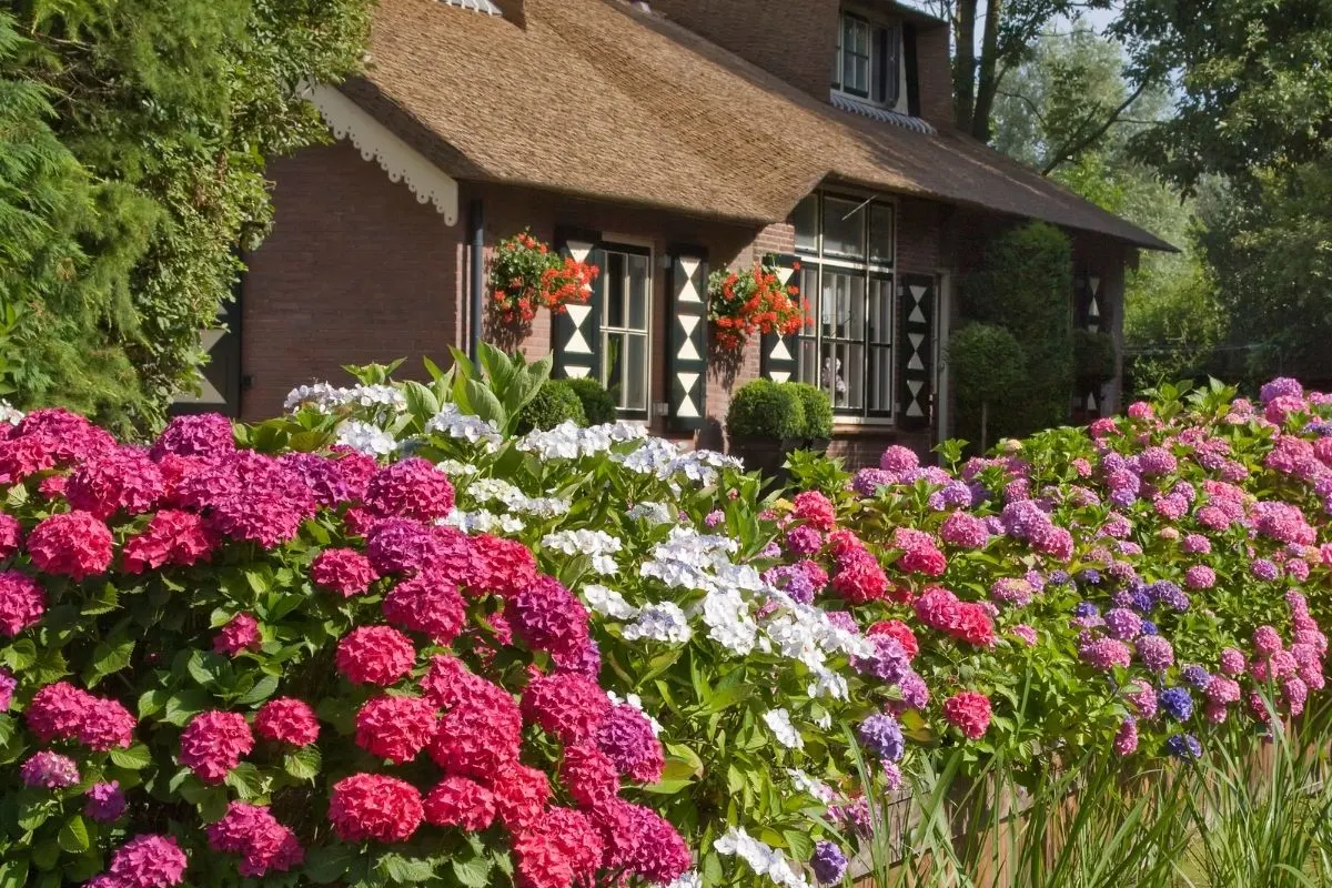 cottage garden hydrangeas
