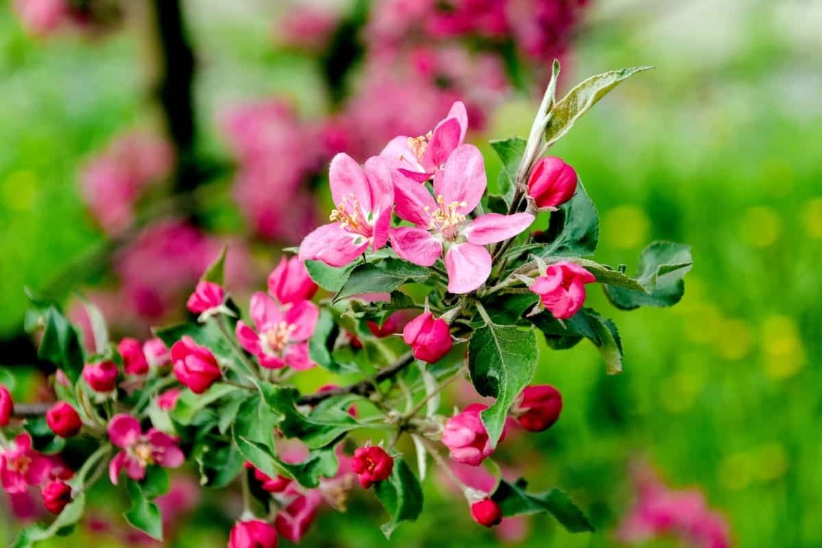 flowering crabapple