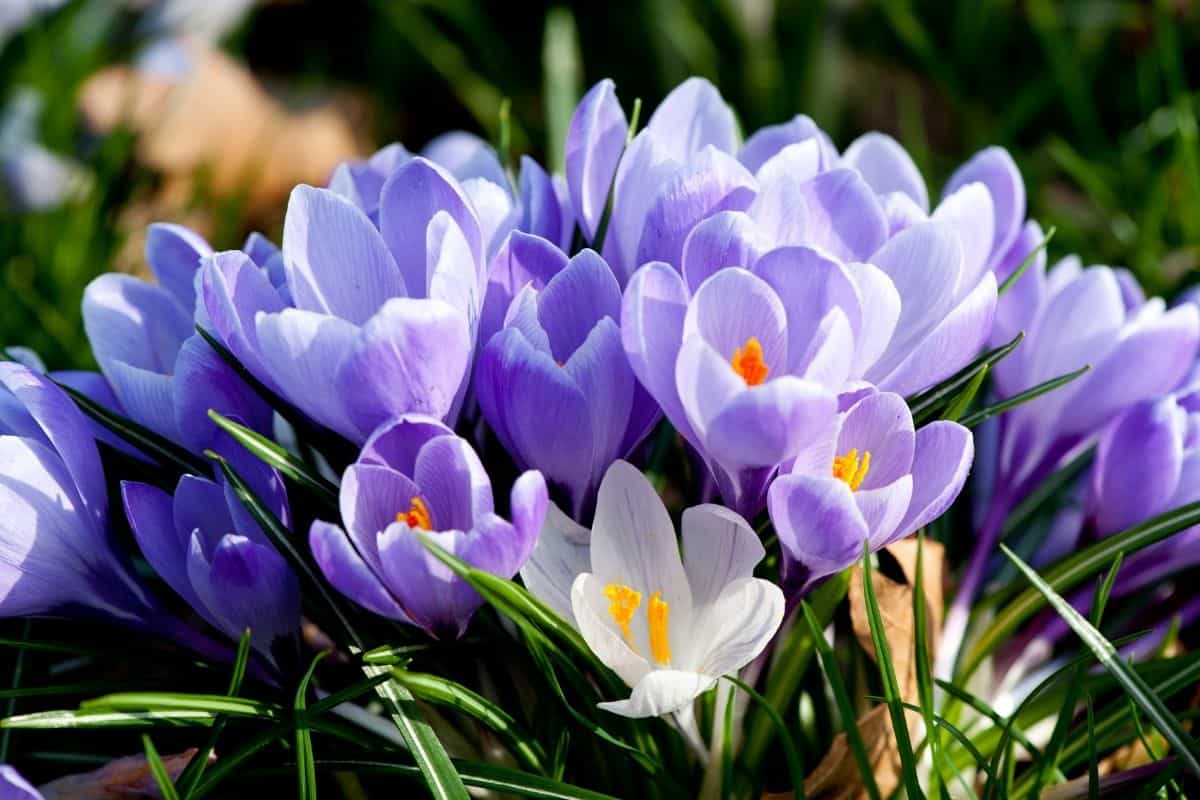 crocus flowers growing under a tree