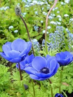 cropped-blue-anemones.jpg