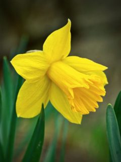 cropped-daffodil-flower.jpg