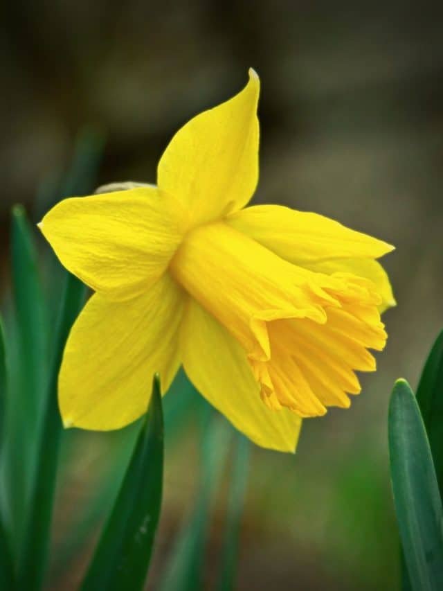 Yellow Flowers That Bloom In The Spring