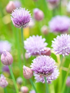 cropped-pretty-chive-flowers.jpg