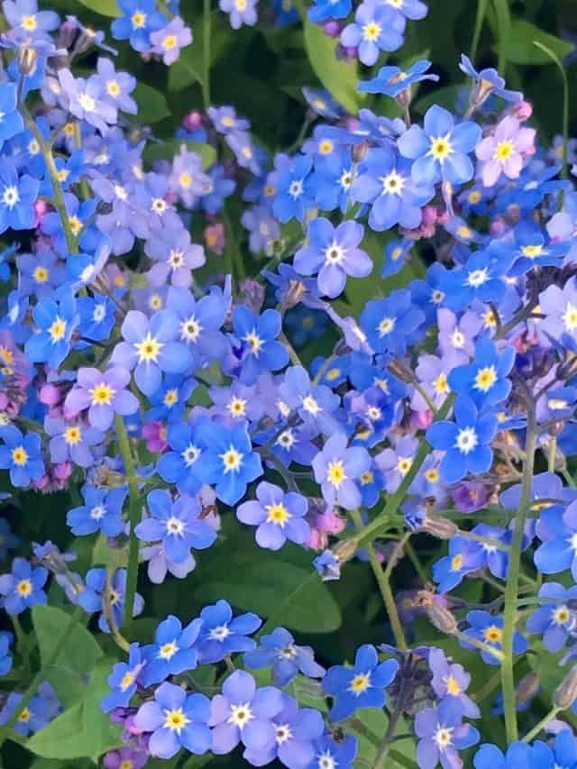 7 Small Blue Flowers For Your Garden