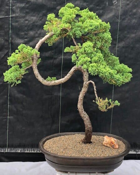 curvy juniper tree