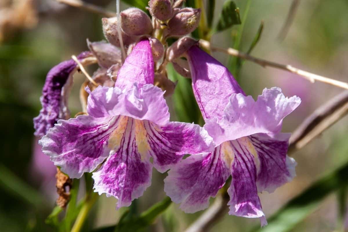 desert willow flowers