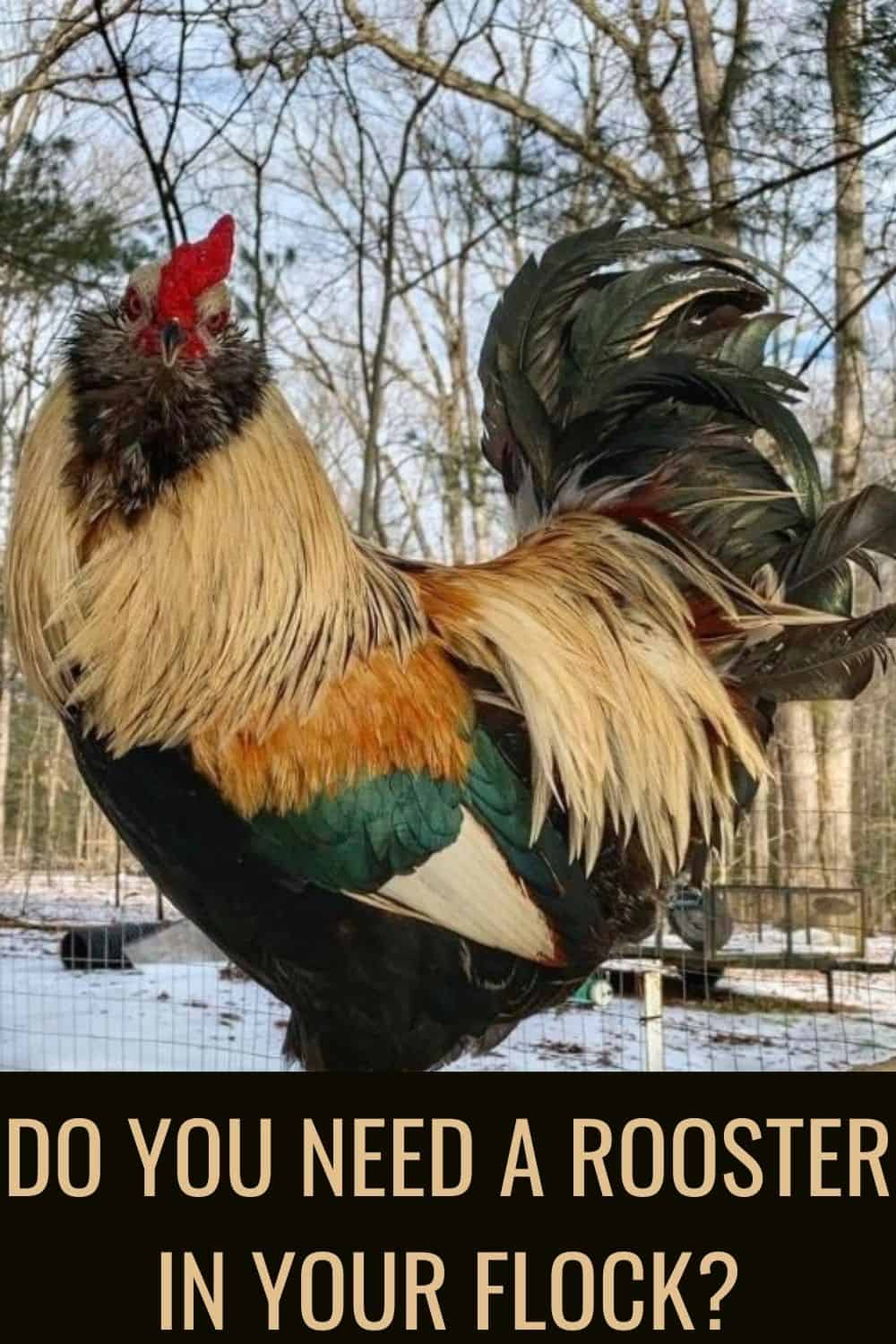 Do you need a rooster in your flock