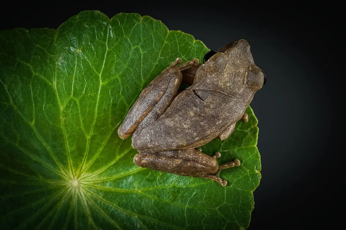 frog resting on a green leaf