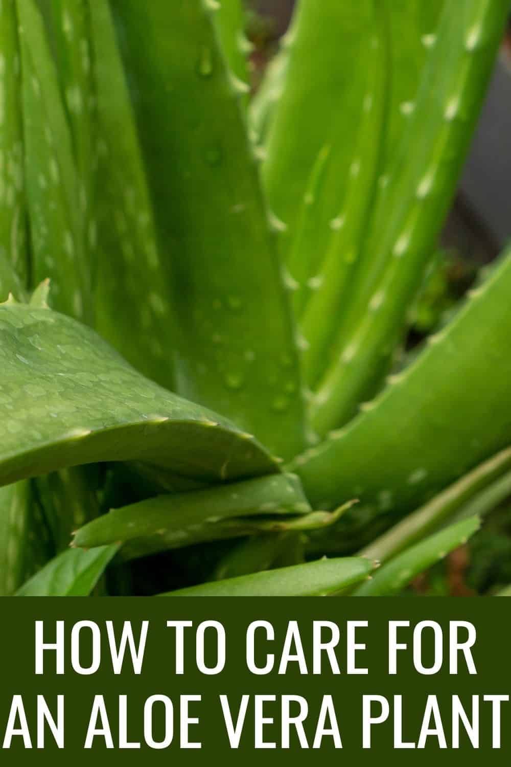 how to care for an aloe vera plant