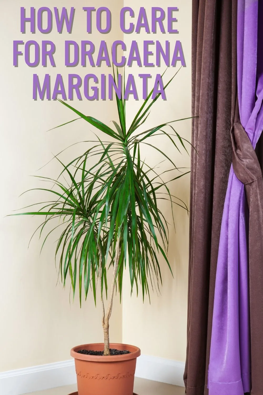 How to care for dracaena marginata