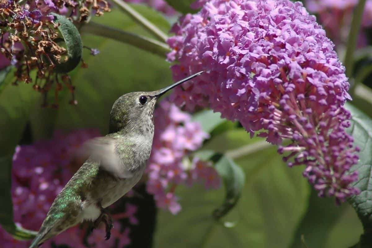 hummingbird drinking from a butterfly bush