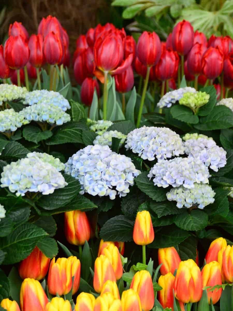 hydrangea and tulip flowers