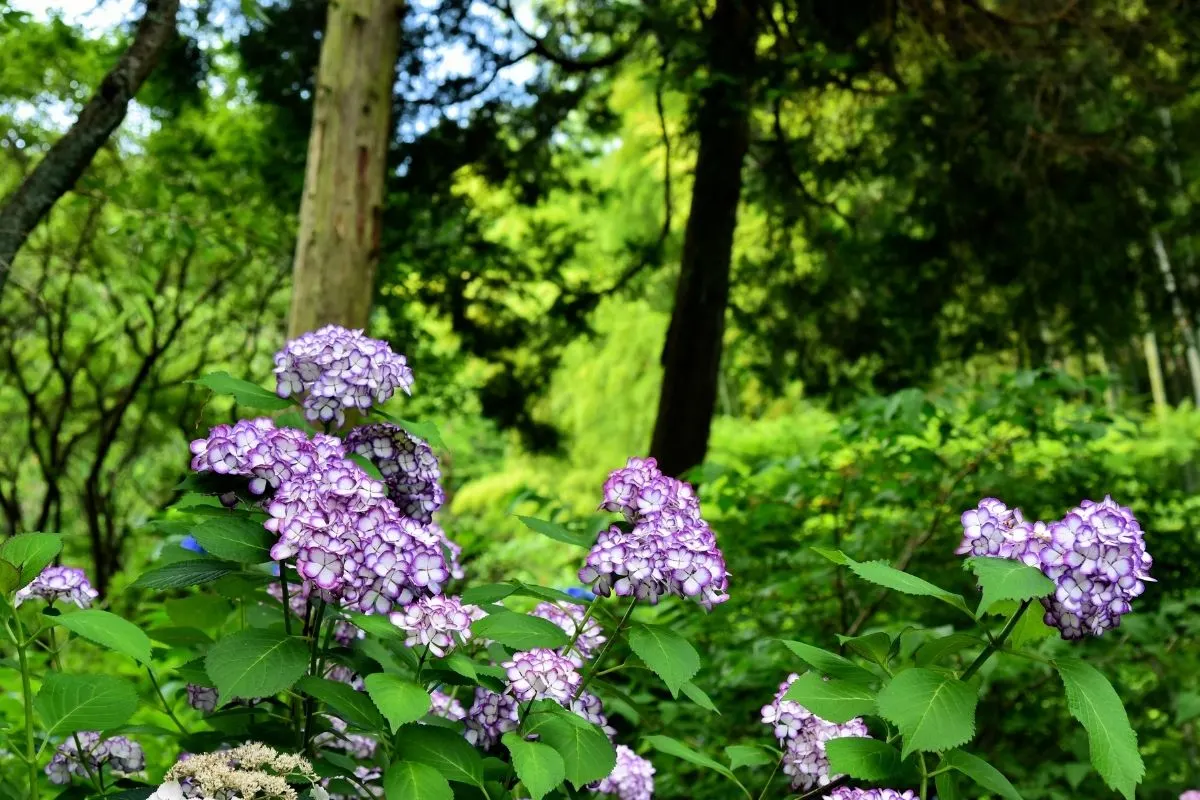 hydrangea flowers in the woods