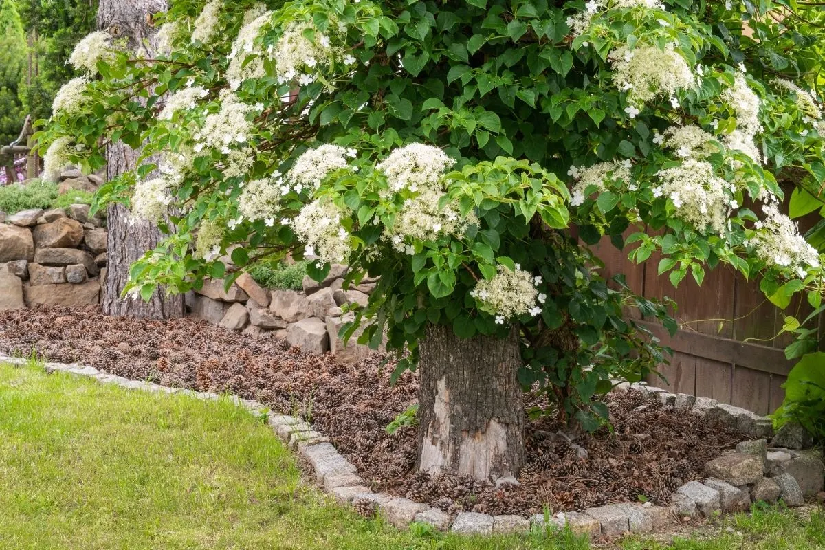 hydrangea tree