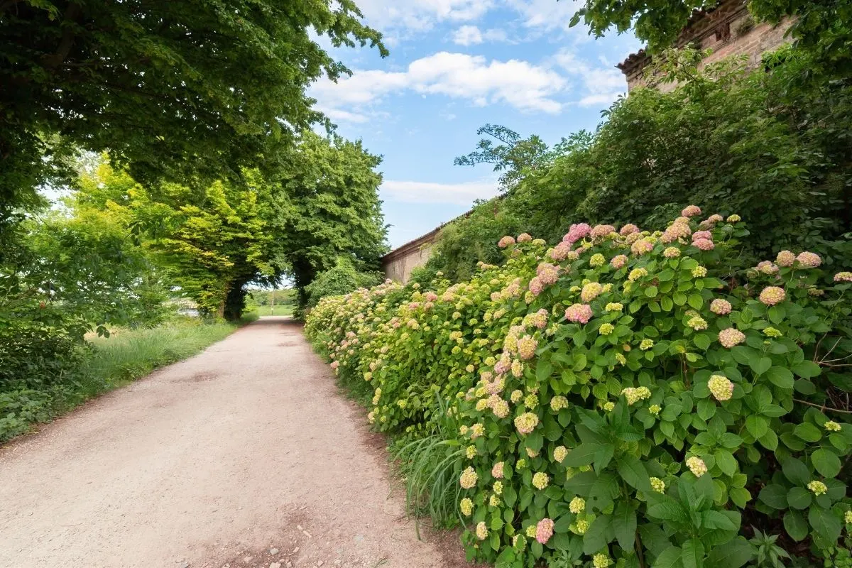 pink hydrangeas by a wall