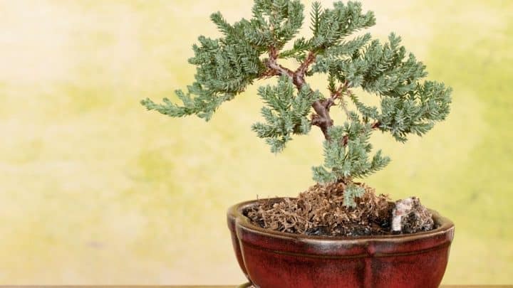 How to Grow and Care for Juniper Bonsai Trees