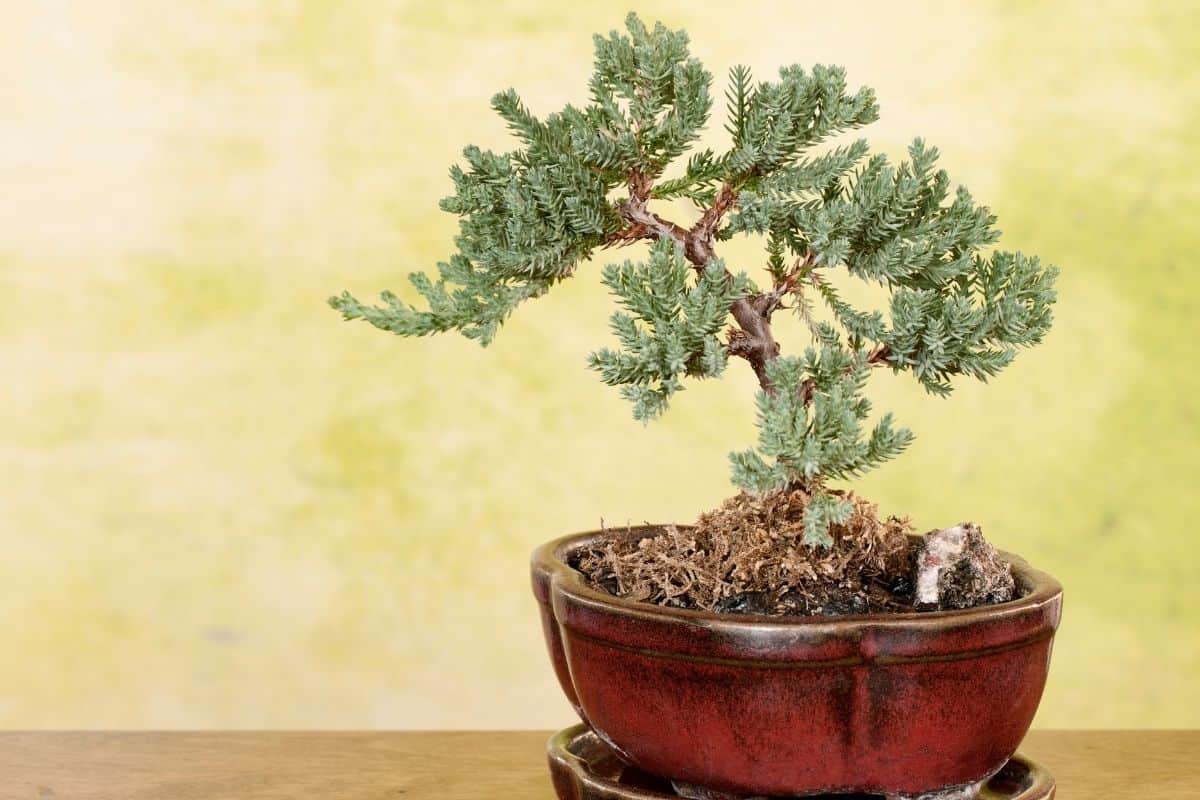 indoor juniper bonsai tree