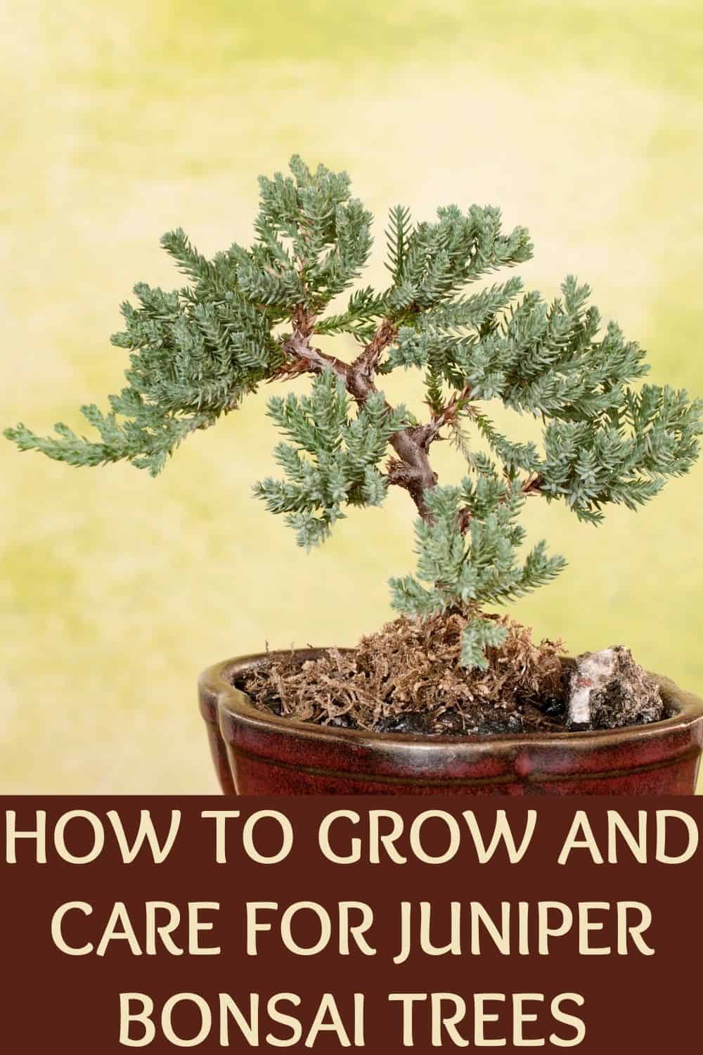 How to grow and care for juniper bonsai trees