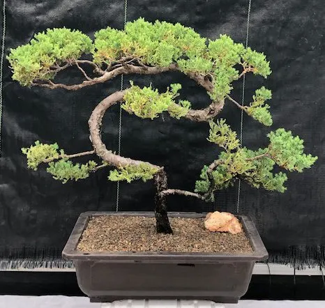 indoor trained juniper tree