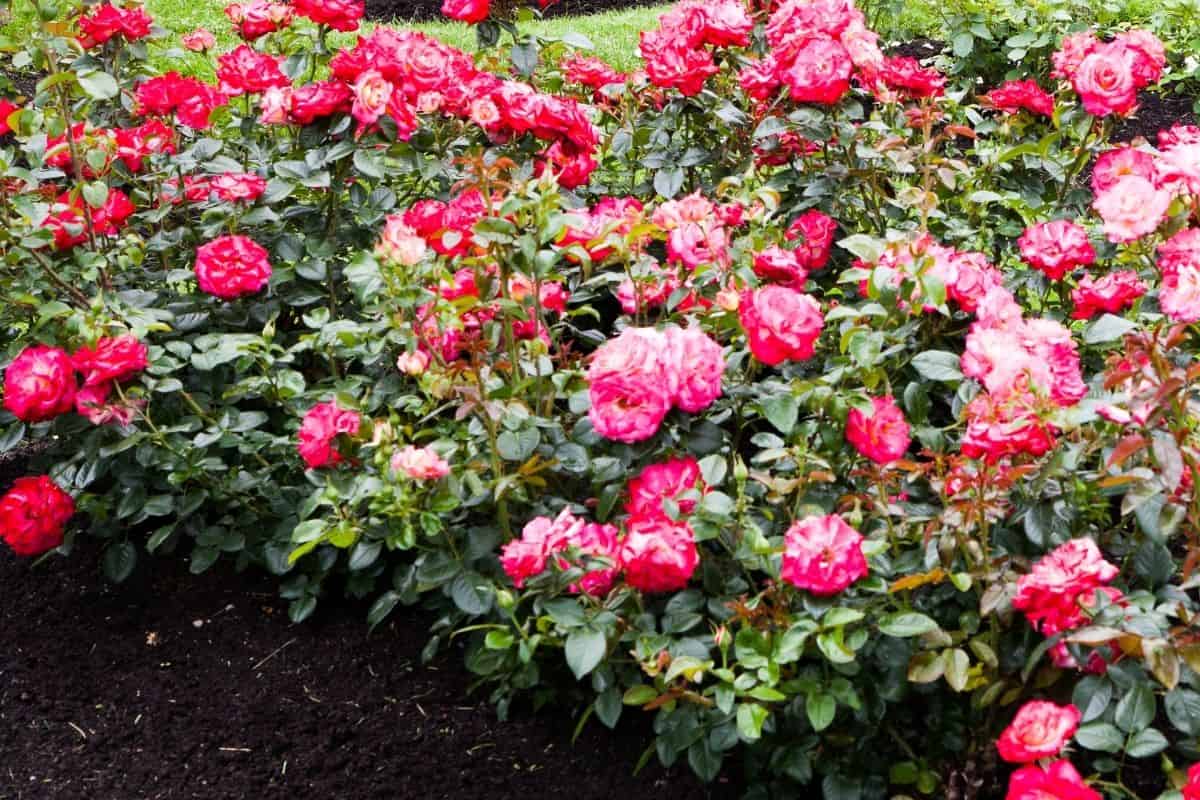 knock out roses border