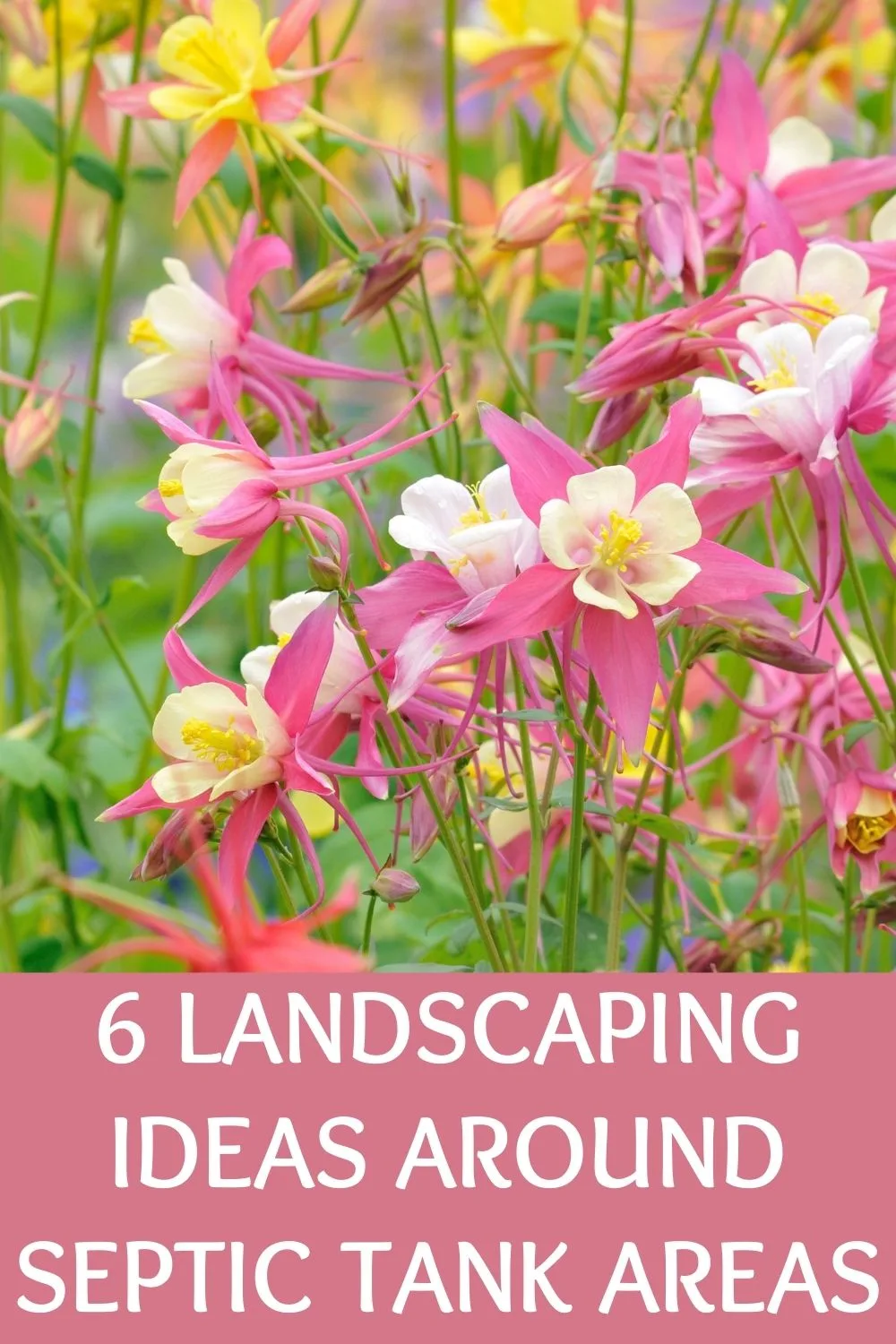 6 landscaping ideas around septic tank areas