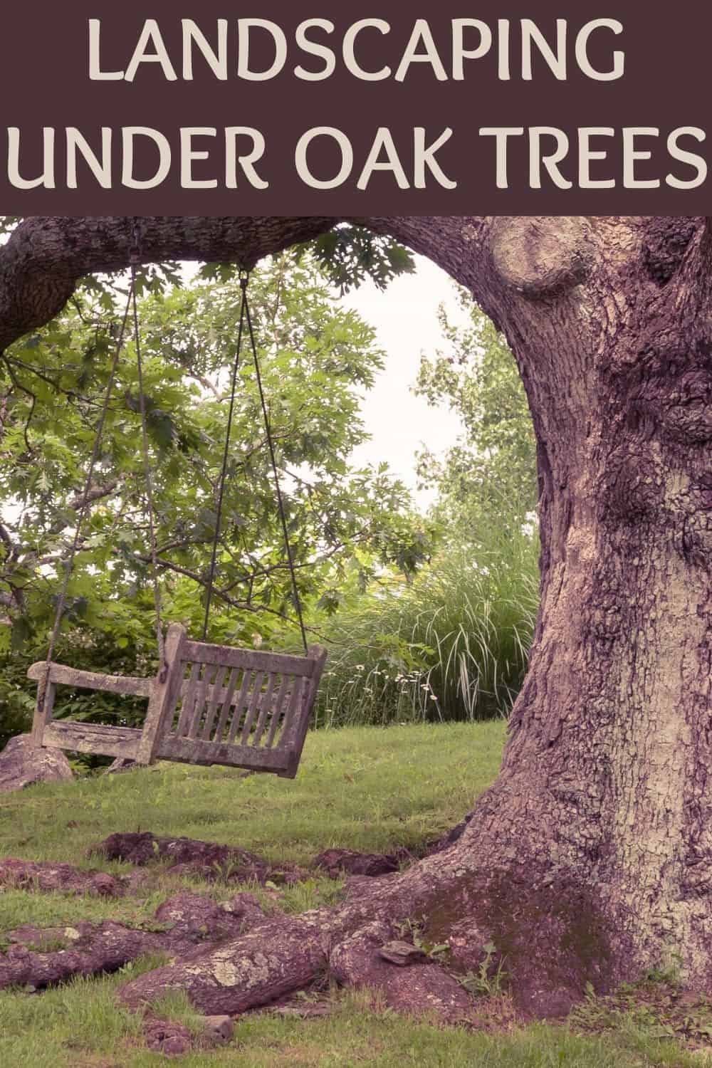 landscaping under oak trees