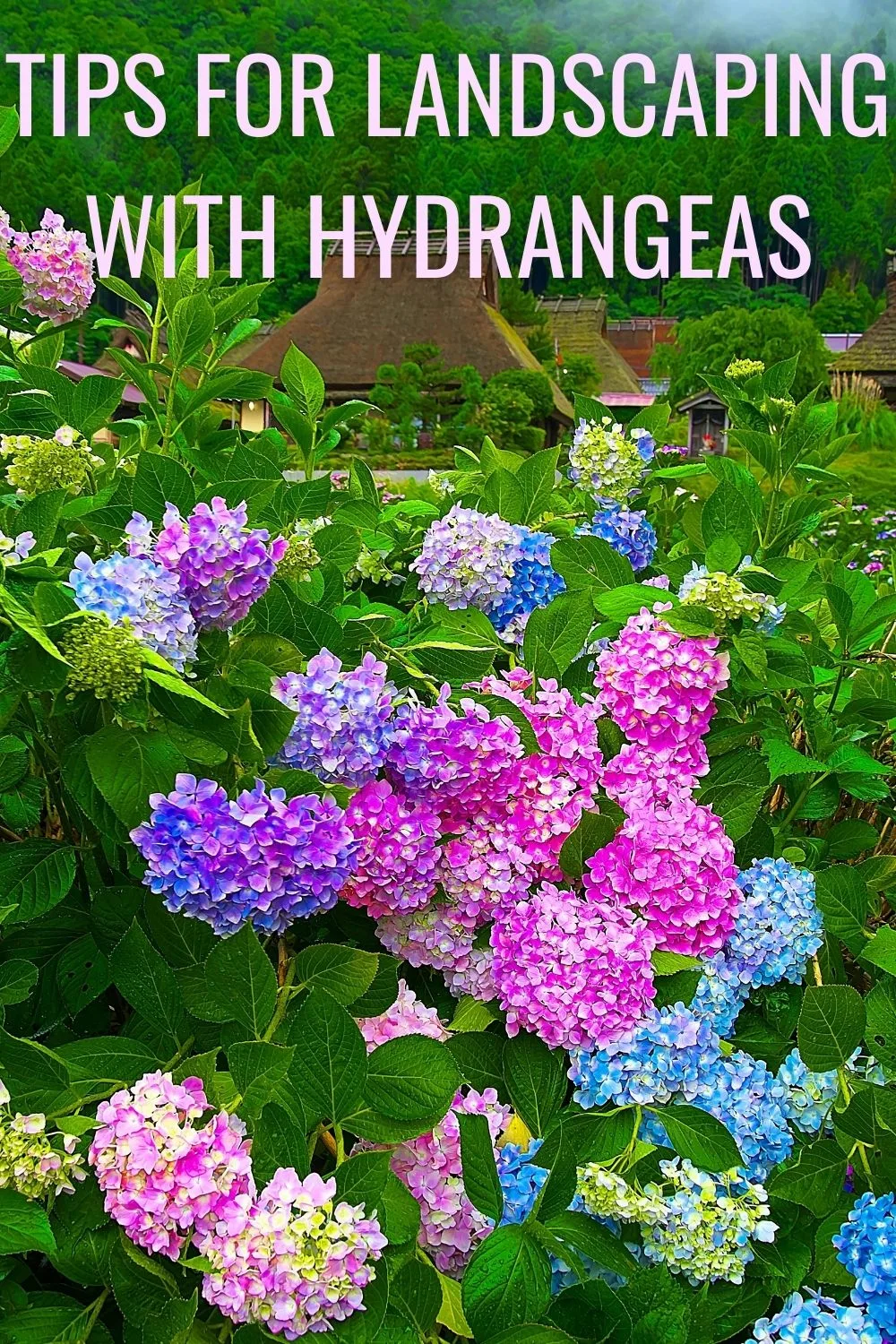 Tips for landscaping with hydrangeas