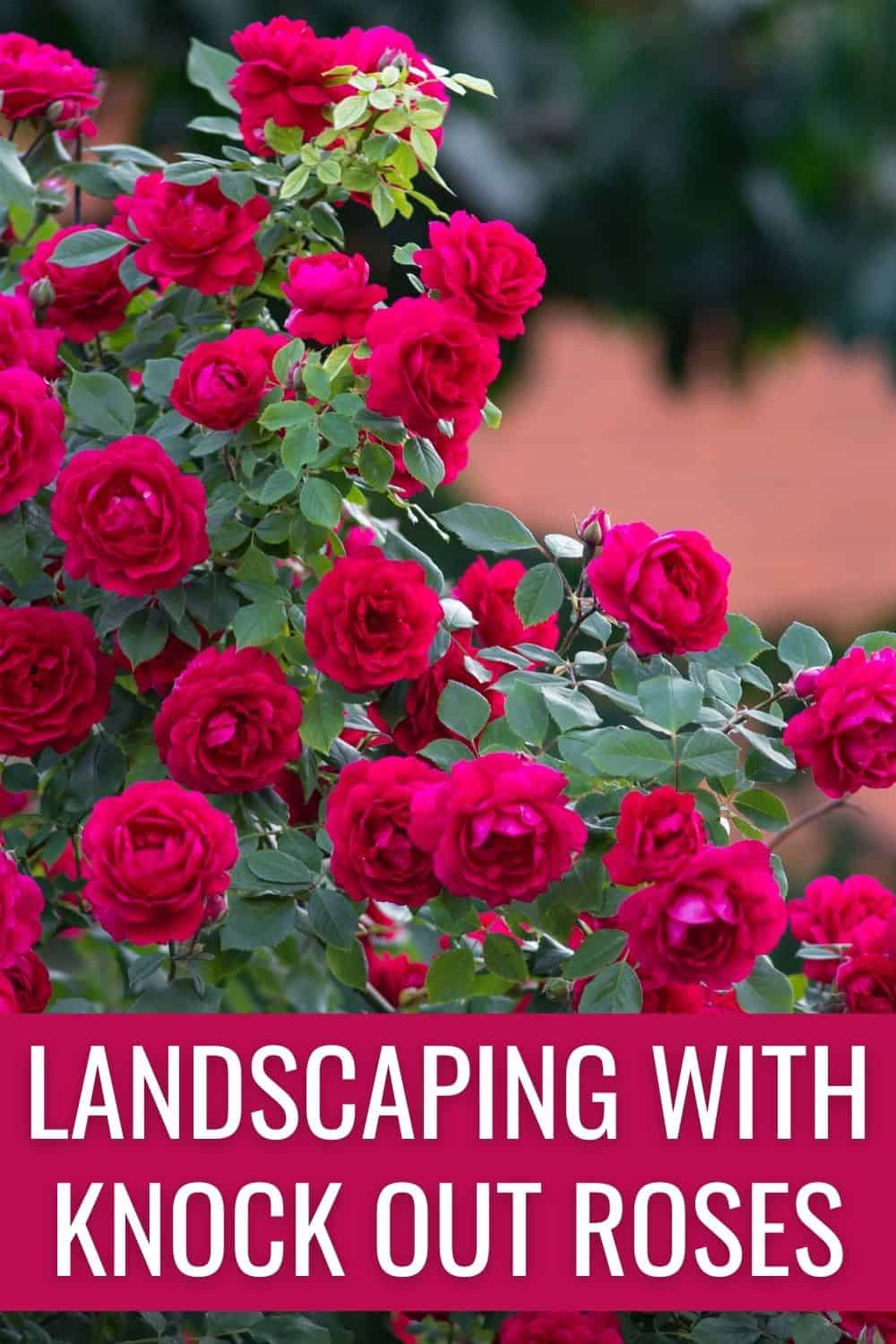 Here are 9 coolest ideas for your garden with Knock Out roses