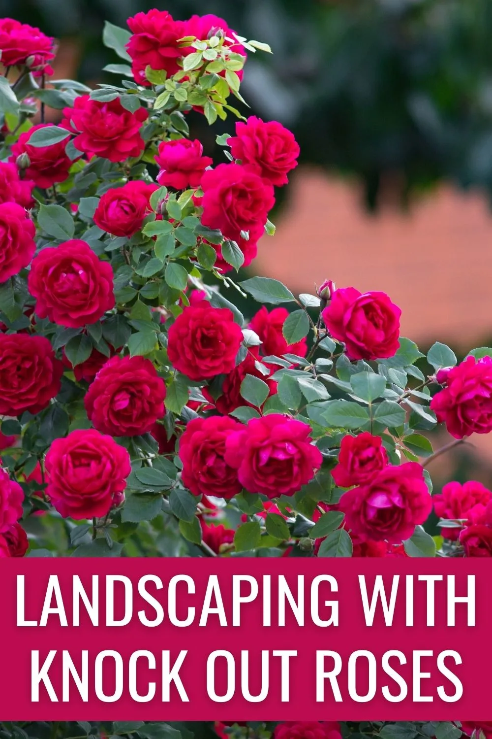 landscaping with knock out roses