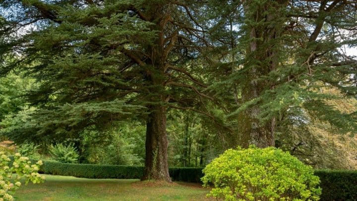 16 Beautiful Plants for Landscaping Under Cedar Trees