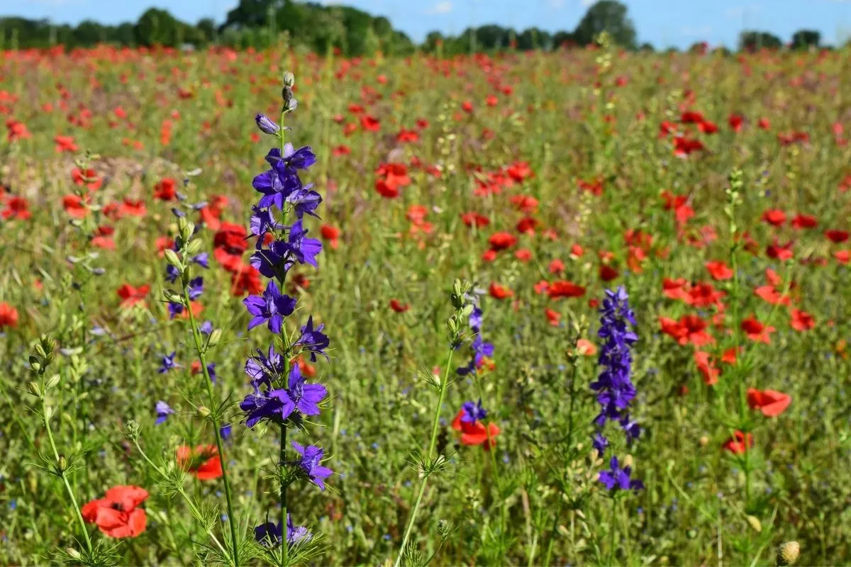 larkspur and poppies