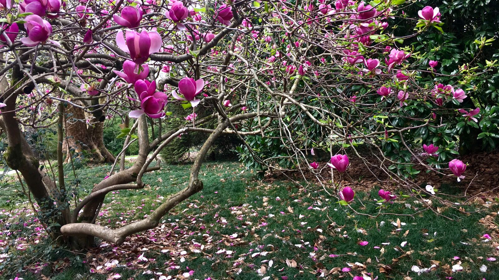 magnolia tree.