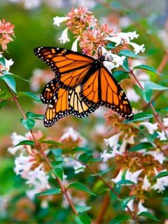 monarch butterflies feeding on flowers