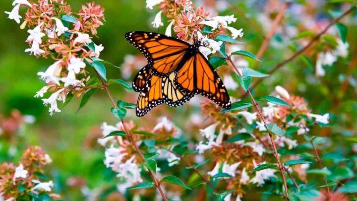 Western Monarch Day: 7 Ways to Save Butterflies on February 5