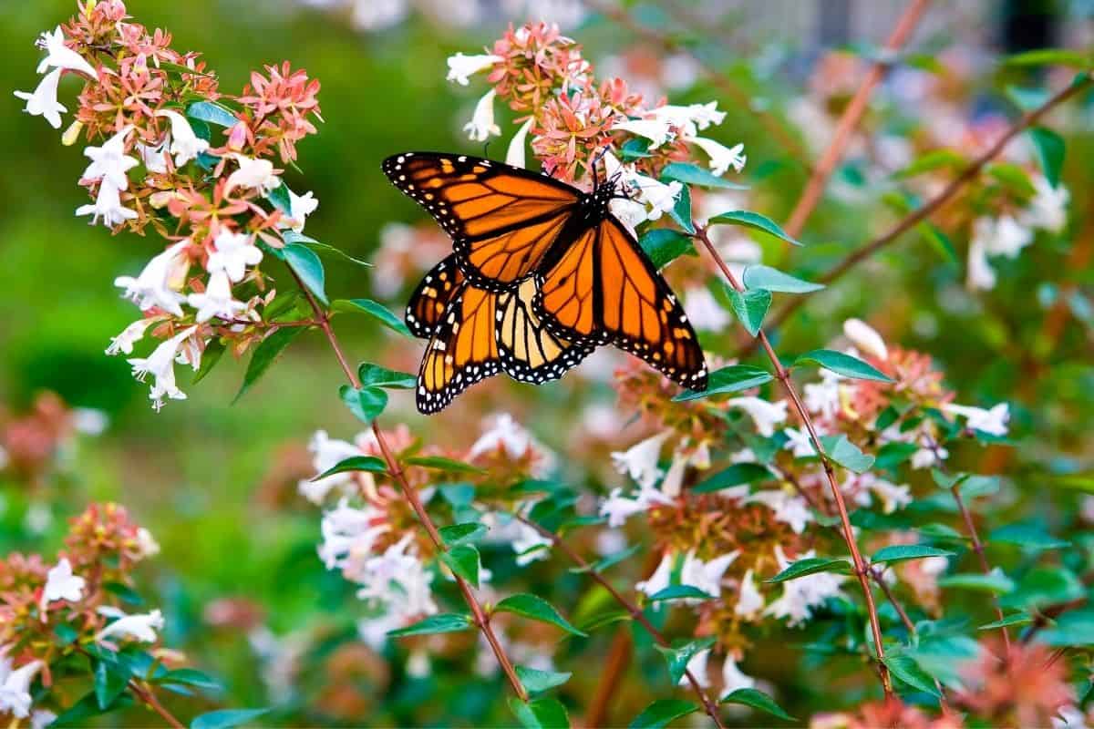 monarch butterflies feeding on flowers
