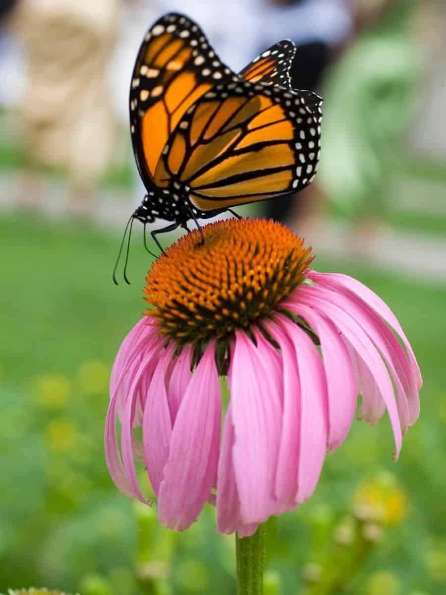 monarch butterfly feeding on a cone flower