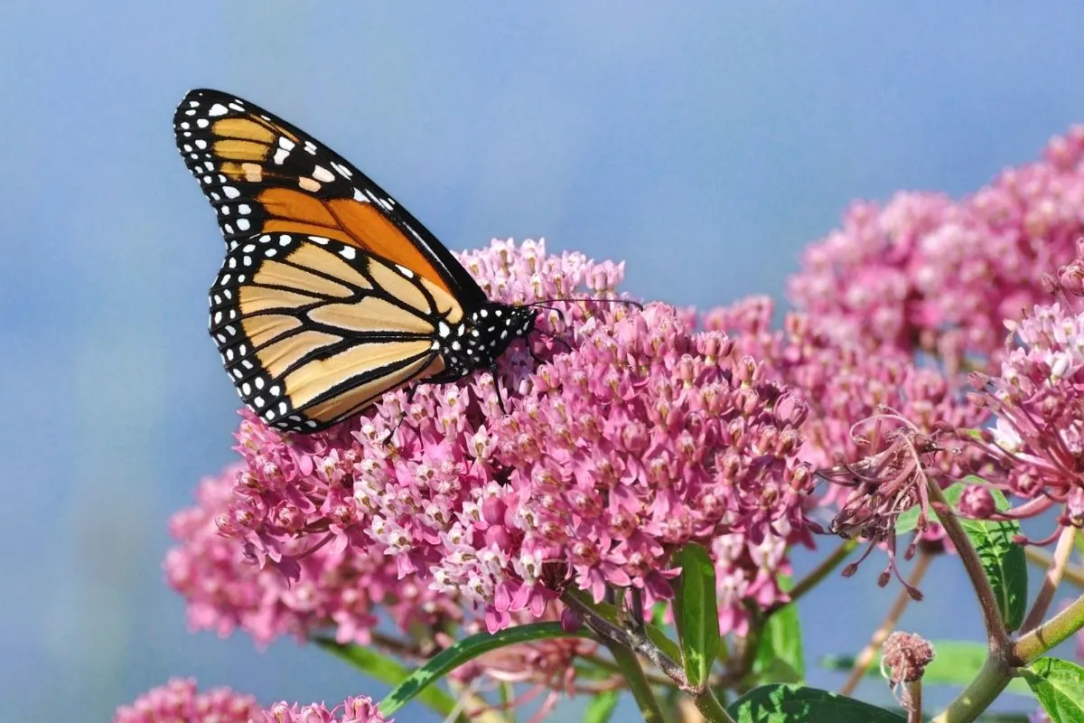 monarch butterfly feeding on milkweed flowers