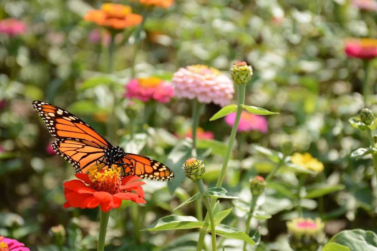 monarch butterfly feeding on a zinnia flower
