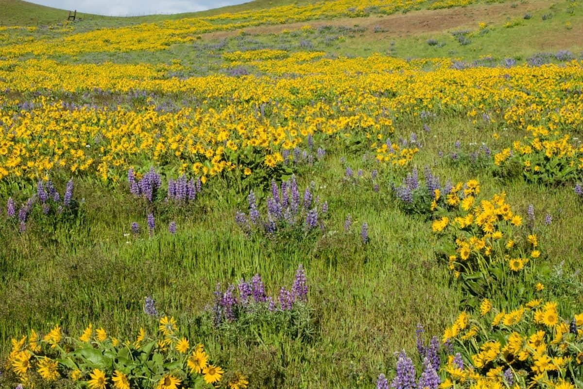 yellow and purple native flowers on a hill