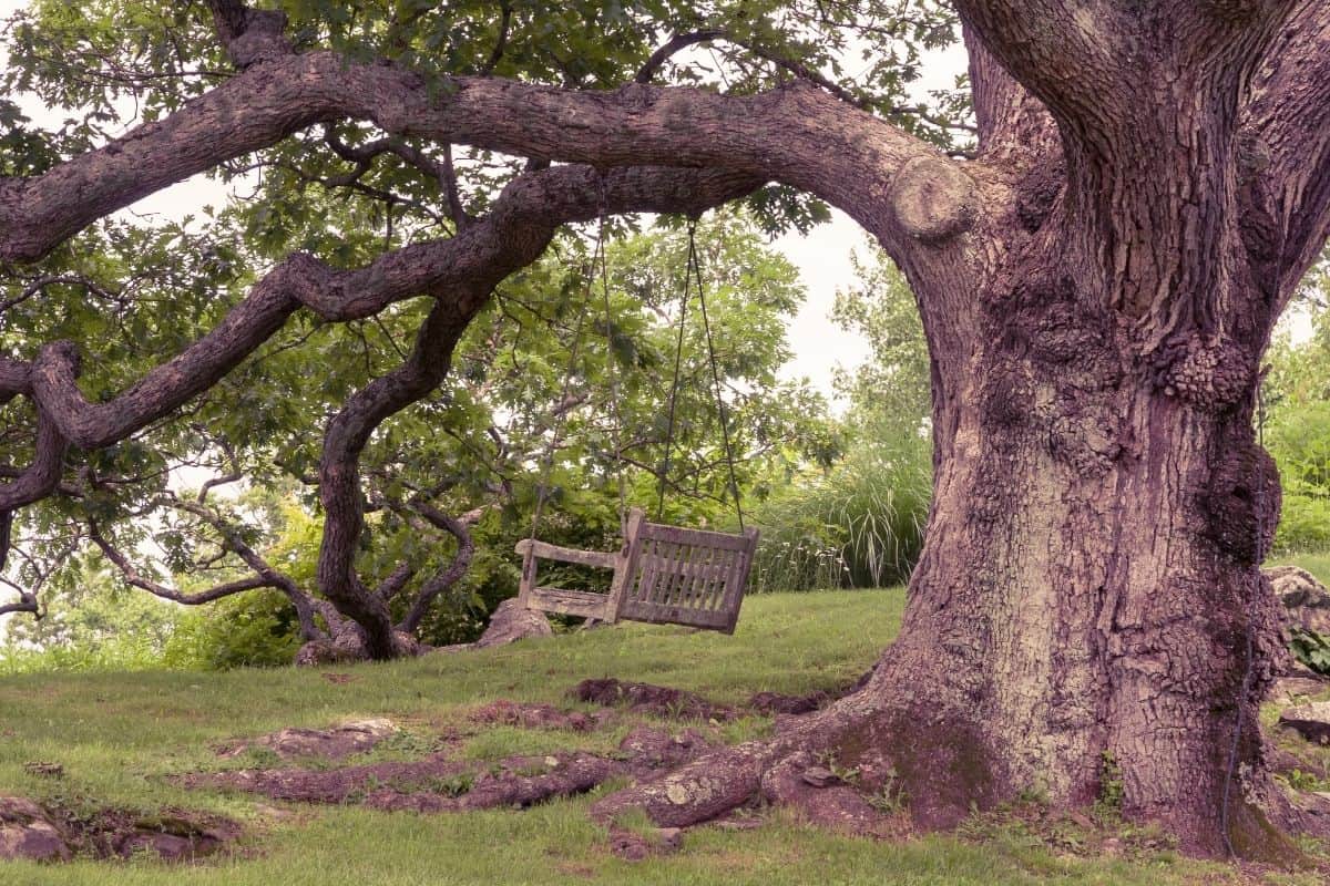 large oak tree