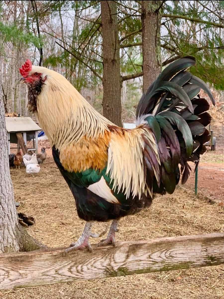 olive egger rooster