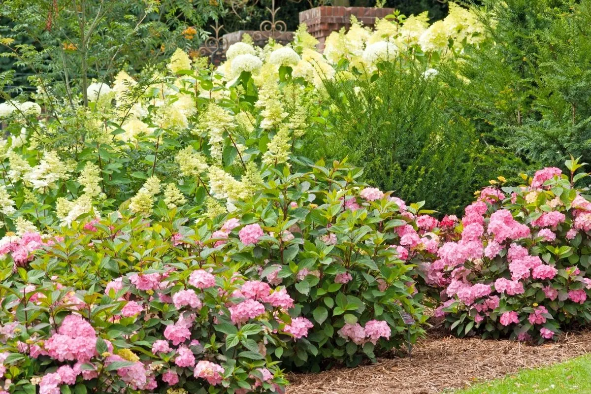 pink and white hydrangea border