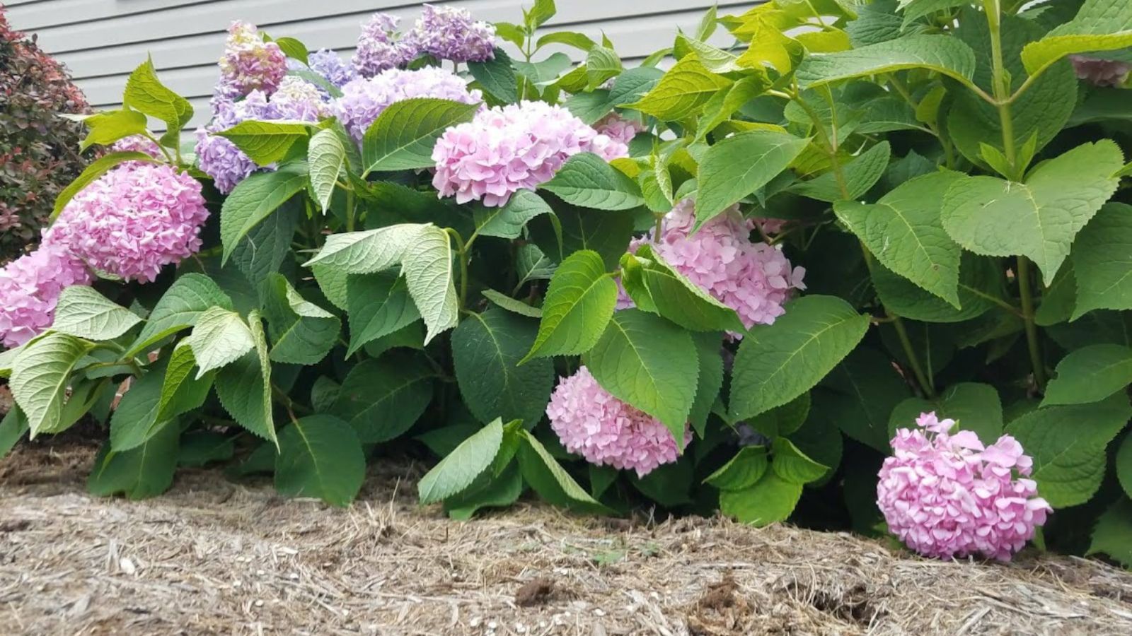 round pink hydrangeas planted under the windows of a house.
