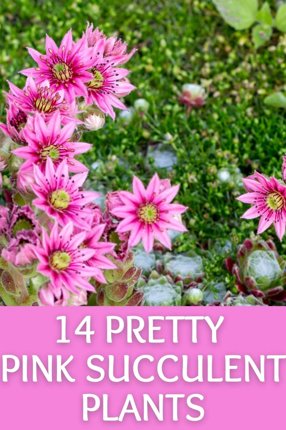 14 pink succulent plants